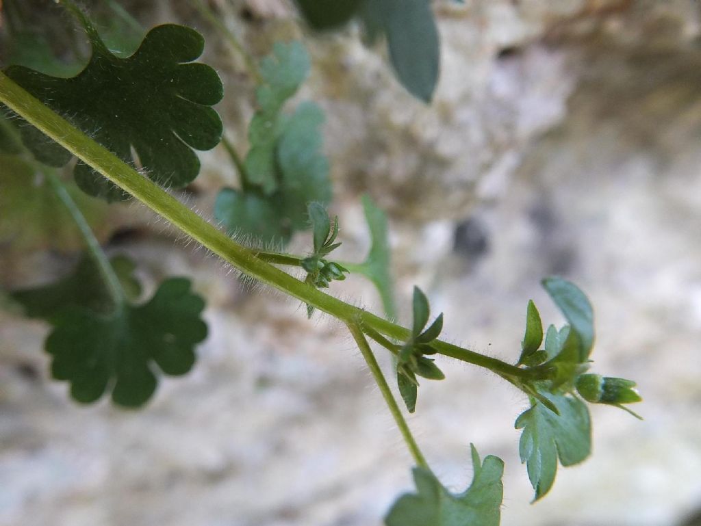 Saxifraga berica / Sassifraga dei Colli Berici